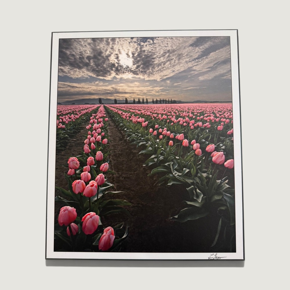 Lee Mann Photography Tulips In Veiled Light 1635 Pink Floral Wood Mount 10x12